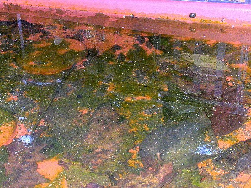 Larve acquatiche